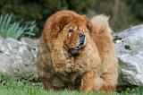 CHOW CHOW 678